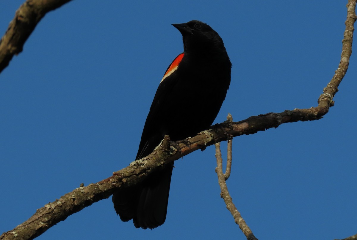 Red-winged Blackbird - ML621184320