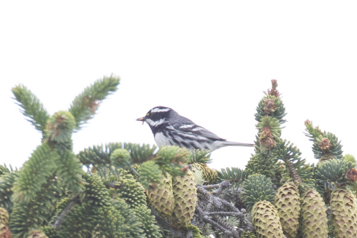 Black-throated Gray Warbler - ML621184391