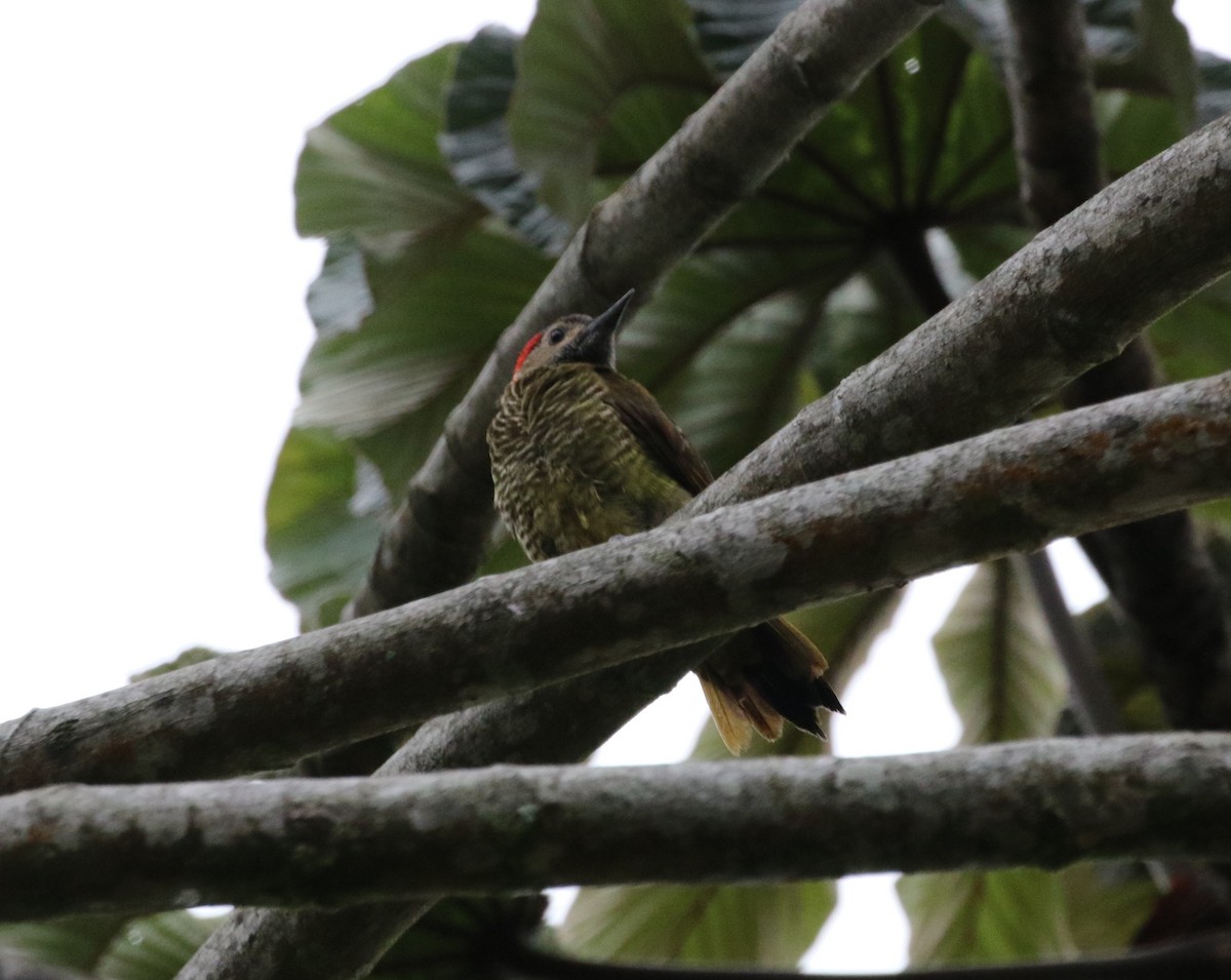 Golden-olive Woodpecker - ML621184396