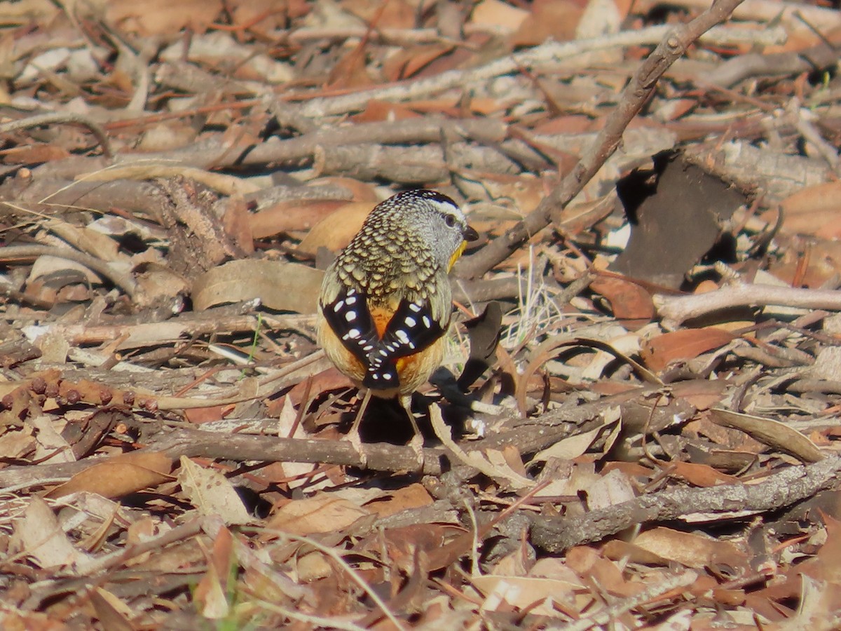 Spotted Pardalote - ML621184398