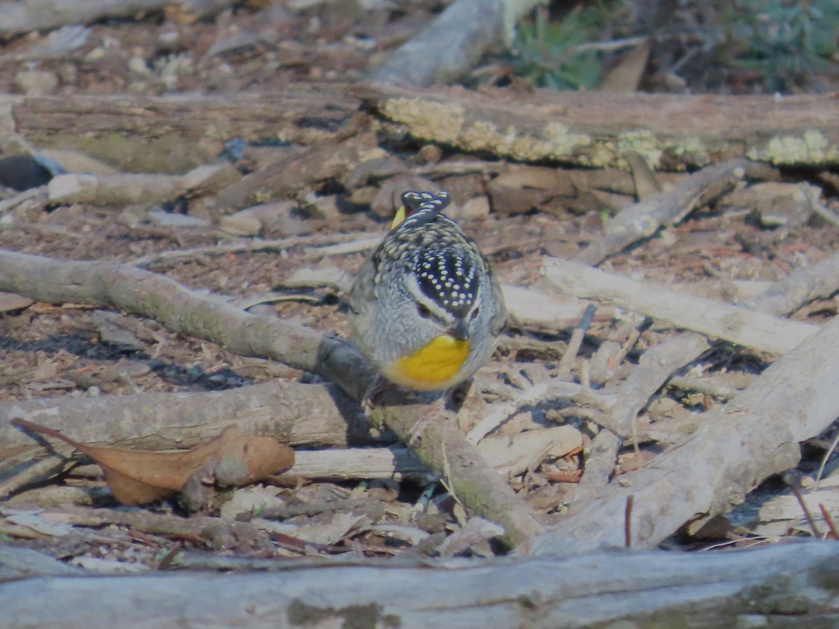 Spotted Pardalote - ML621184399