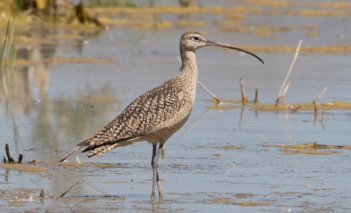 Long-billed Curlew - ML621184400