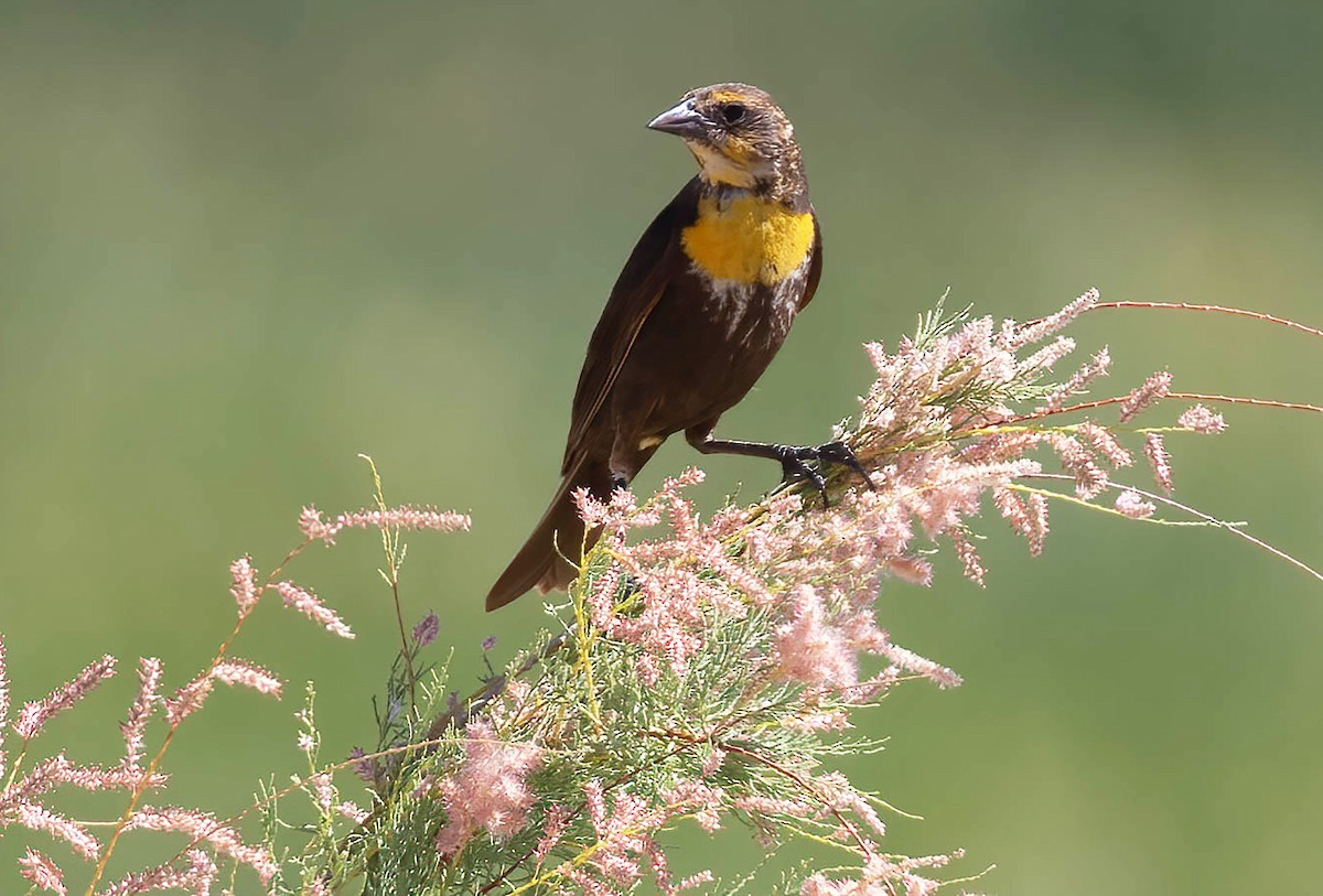 Yellow-headed Blackbird - ML621184450