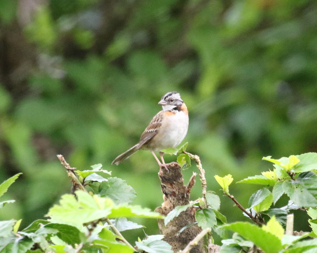 Rufous-collared Sparrow - ML621184457
