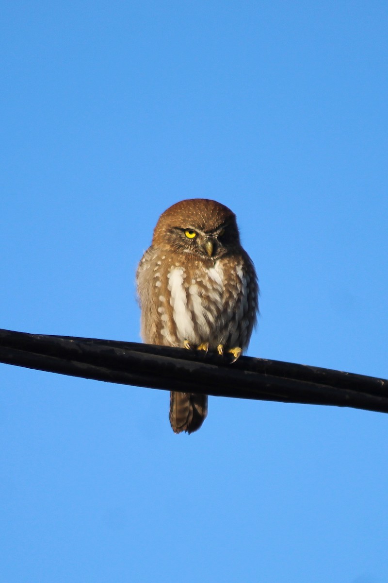Austral Pygmy-Owl - ML621184482