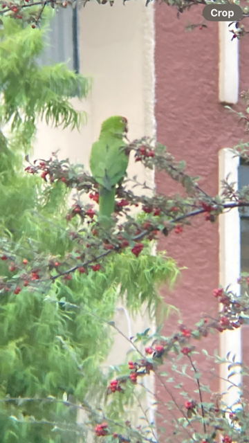Cordilleran Parakeet - ML621184489