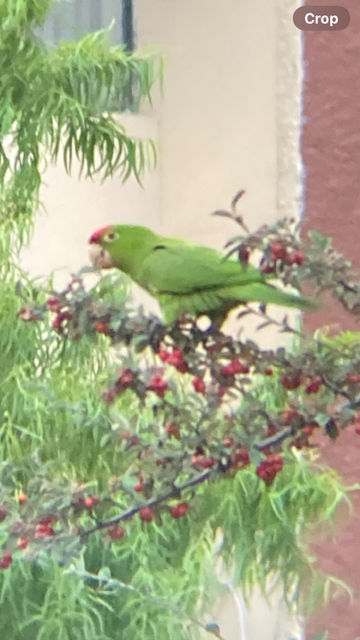 Cordilleran Parakeet - ML621184490