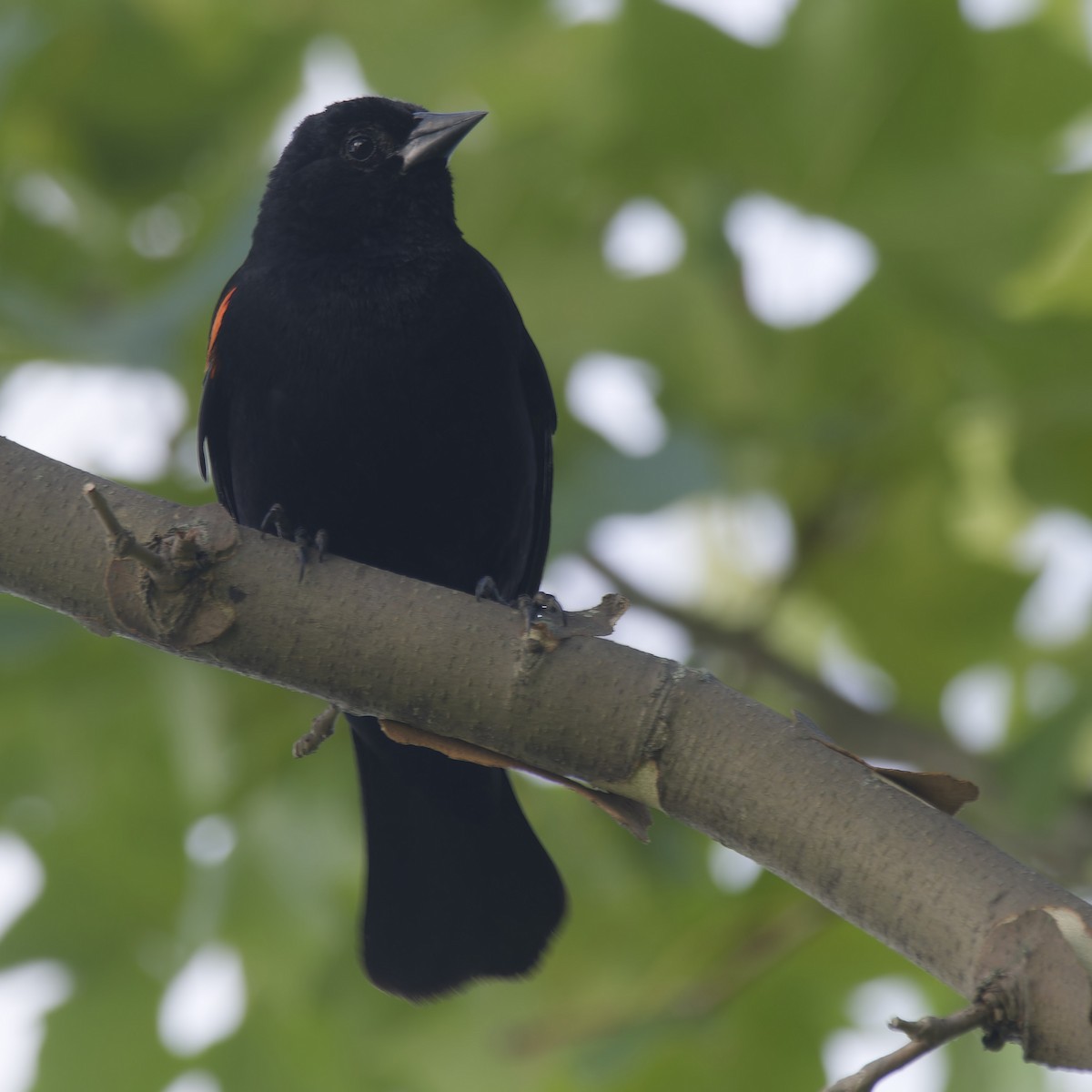 Red-winged Blackbird - ML621184491