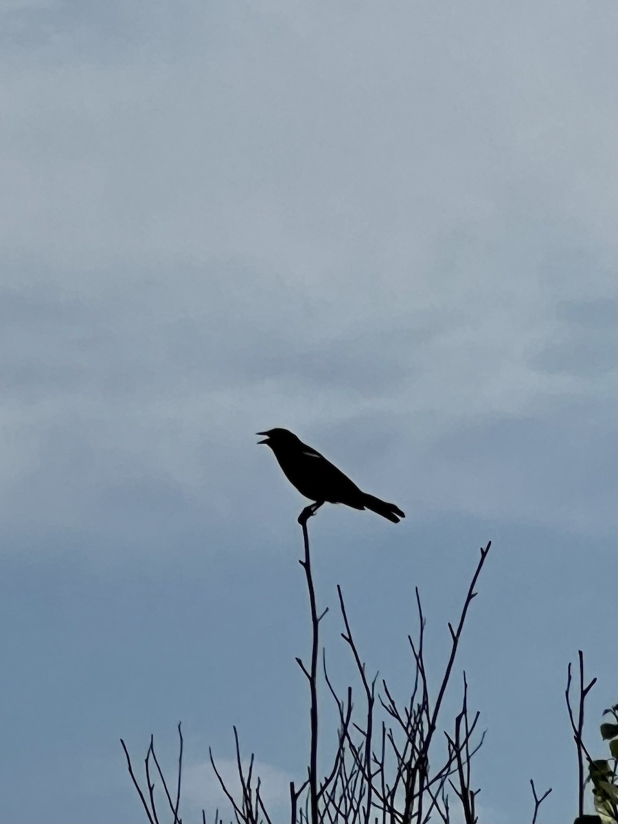 Red-winged Blackbird - ML621184501