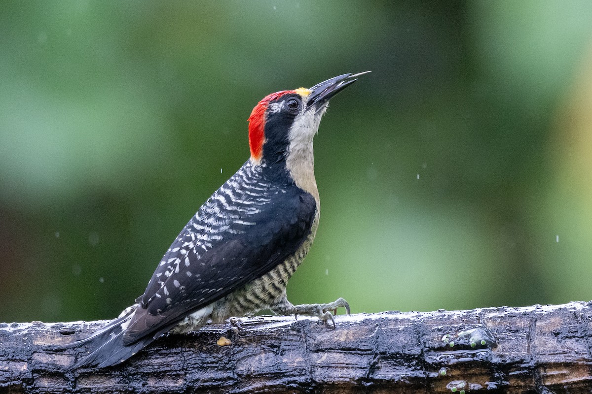 Black-cheeked Woodpecker - ML621184502
