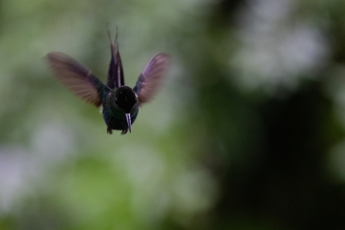 kolibřík trnoocasý - ML621184545