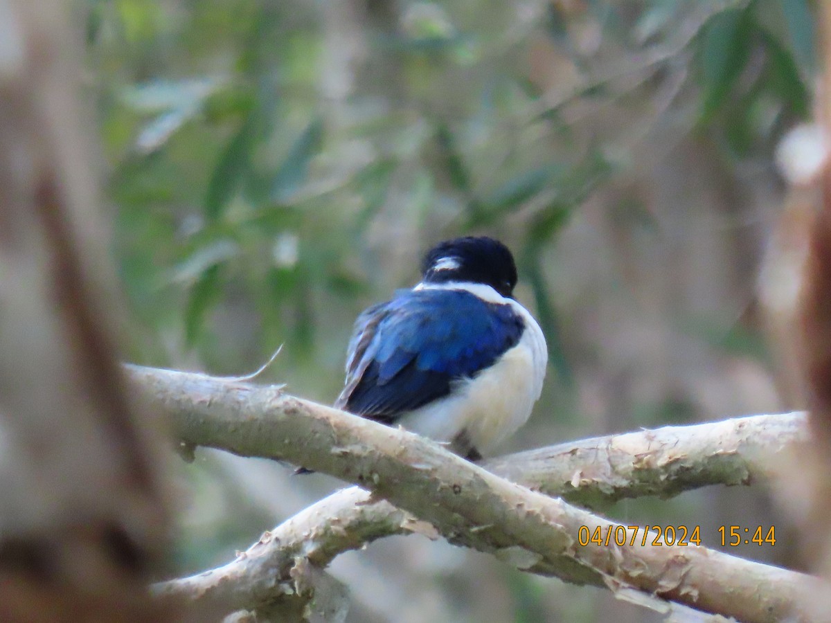 Forest Kingfisher - ML621184547