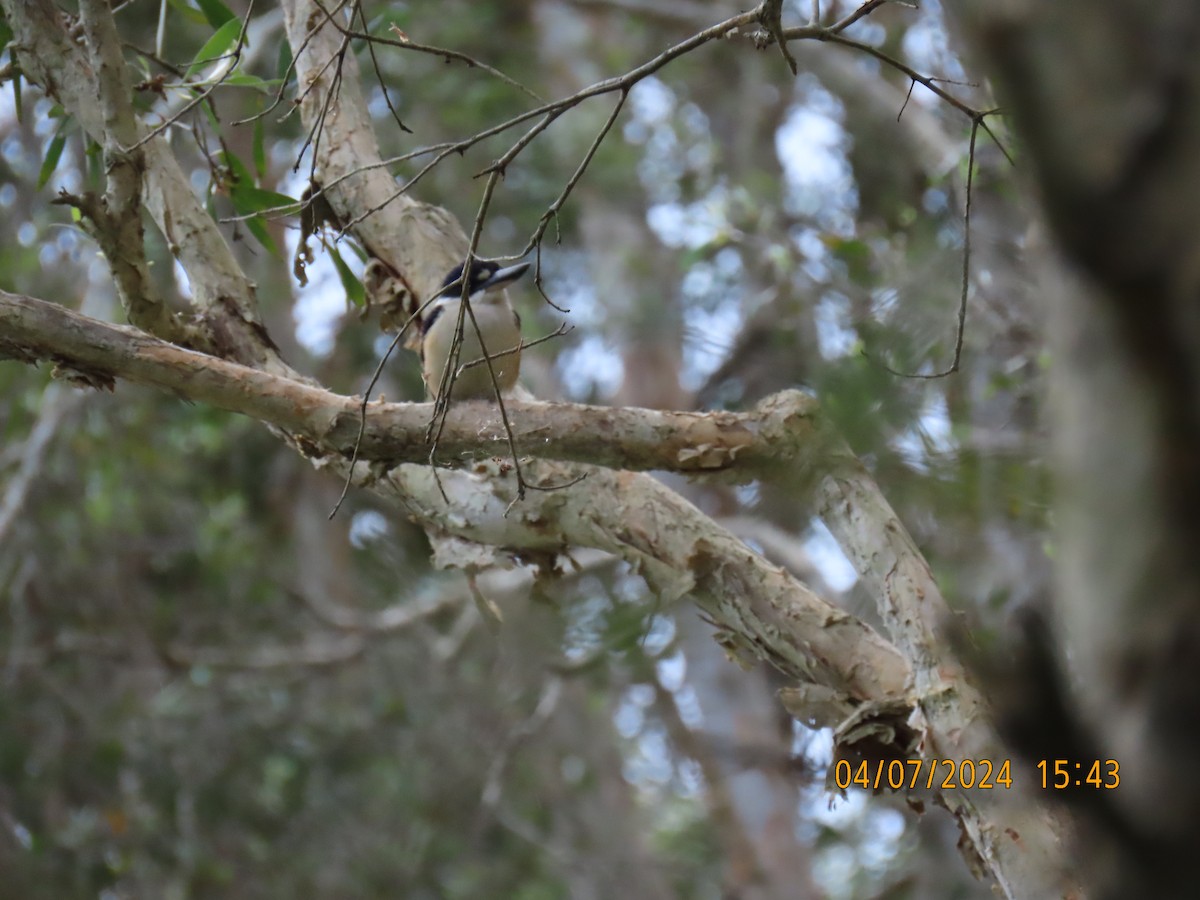 Forest Kingfisher - ML621184548
