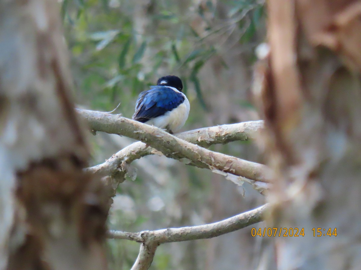 Forest Kingfisher - ML621184549