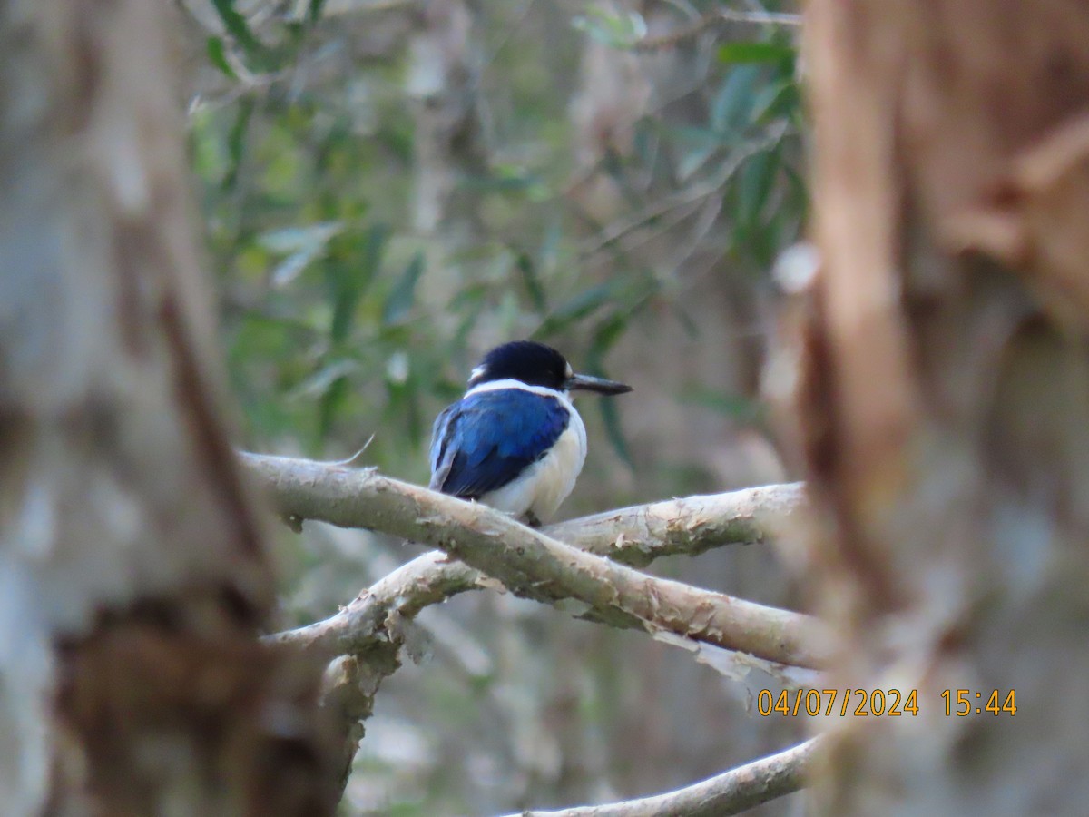 Forest Kingfisher - ML621184550