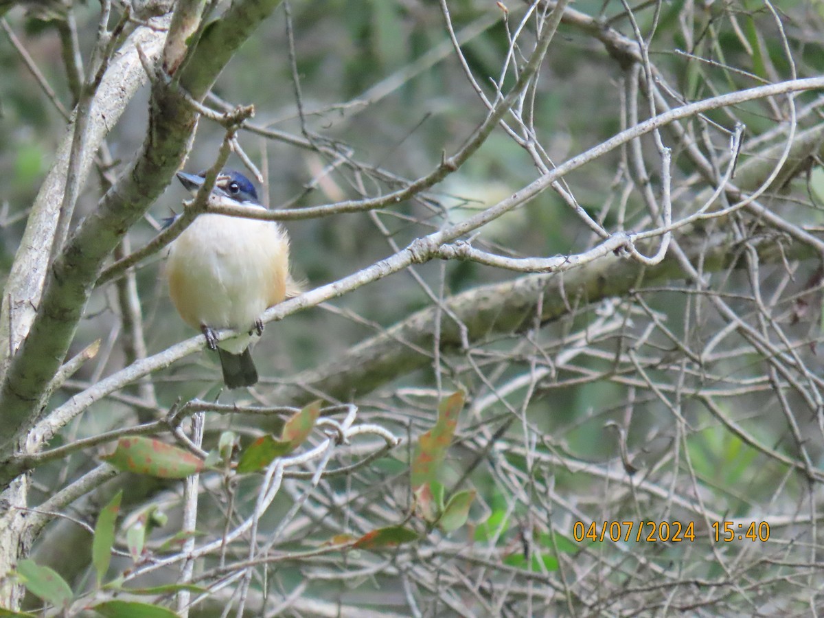 Forest Kingfisher - ML621184552