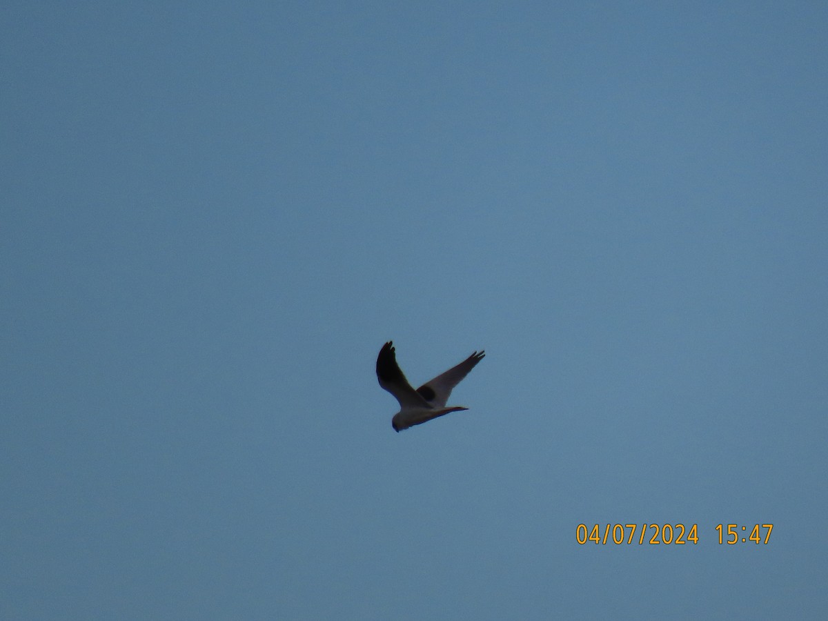Black-shouldered Kite - ML621184570