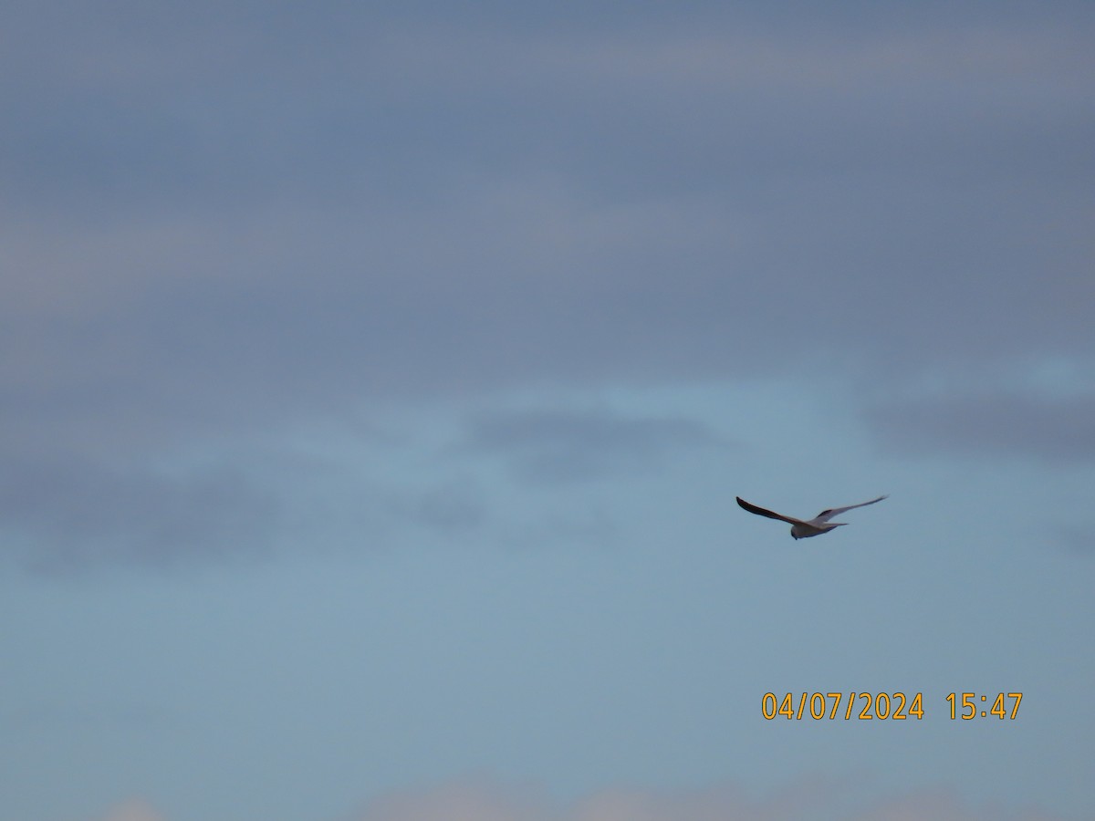 Black-shouldered Kite - ML621184571