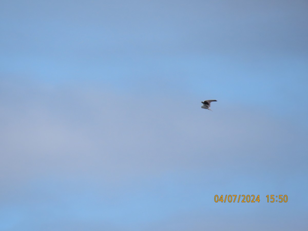 Black-shouldered Kite - ML621184572