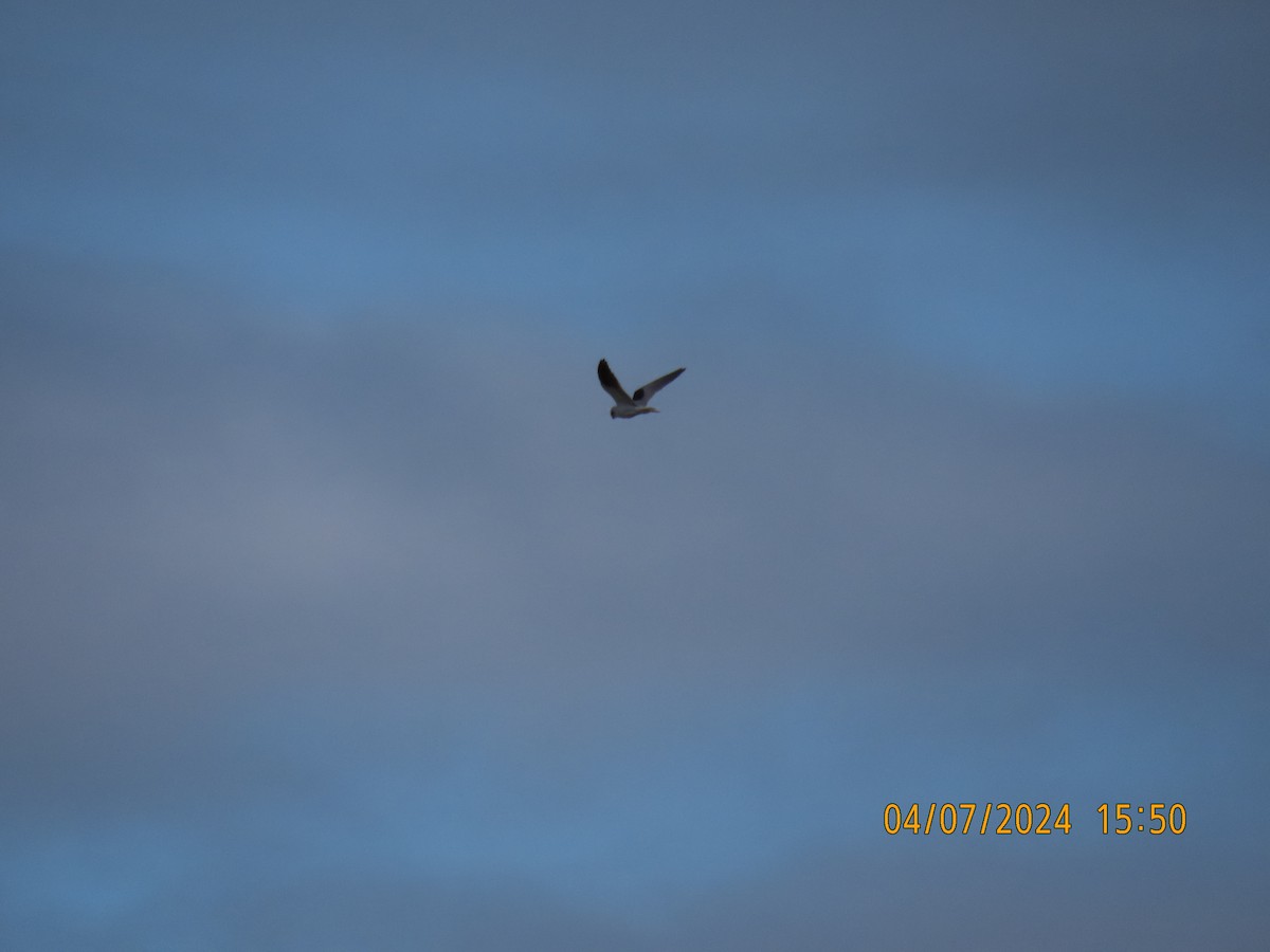 Black-shouldered Kite - ML621184573