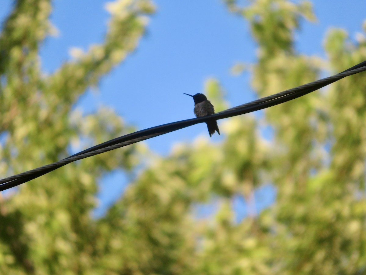 Ruby-throated Hummingbird - ML621184618