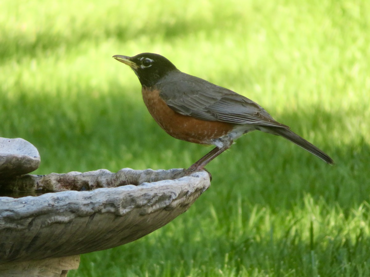 American Robin - Christine Cote