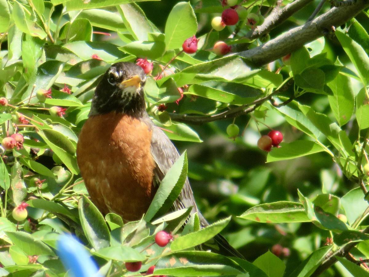 American Robin - ML621184630