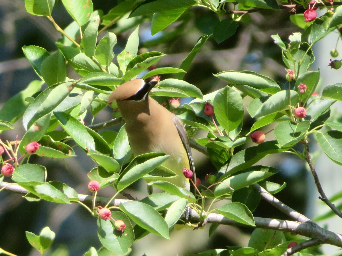 Cedar Waxwing - ML621184636