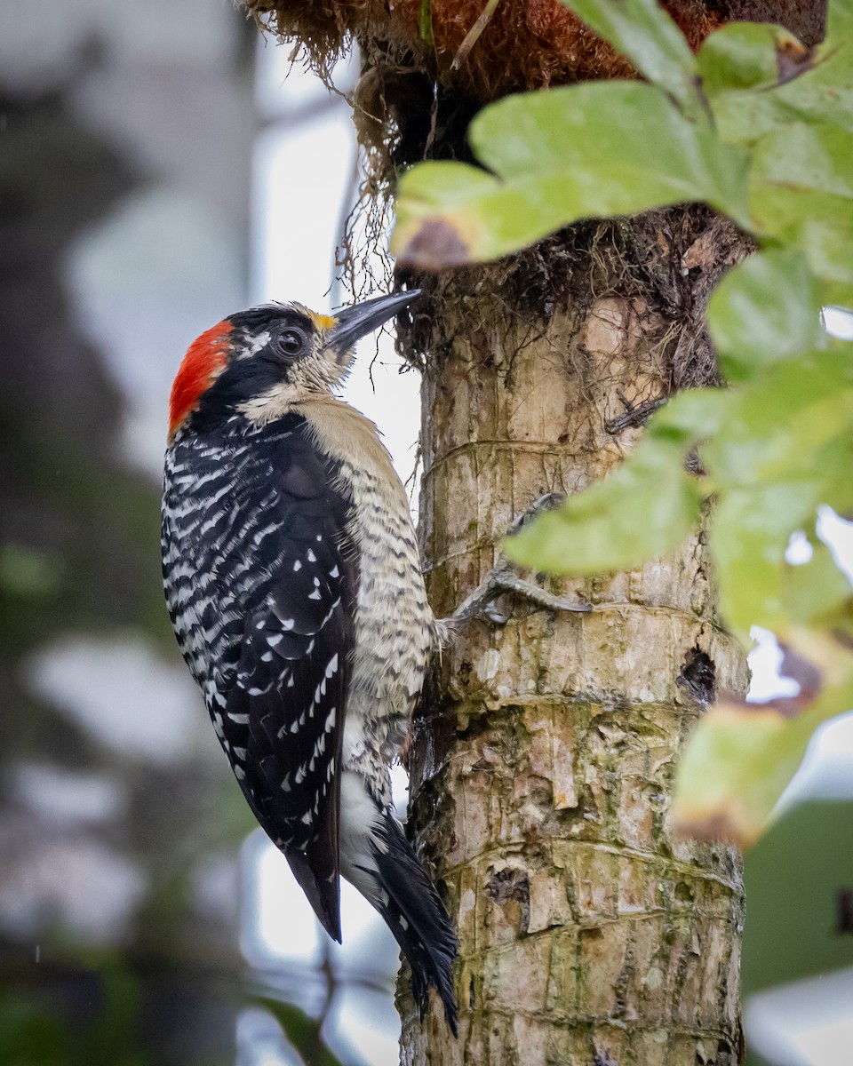 Black-cheeked Woodpecker - ML621184648