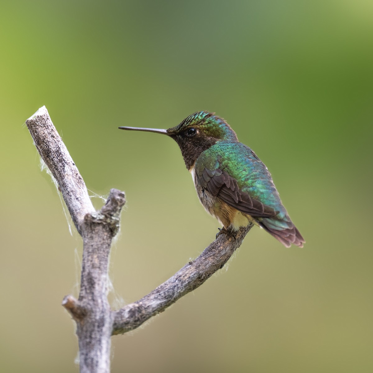 Ruby-throated Hummingbird - ML621184693