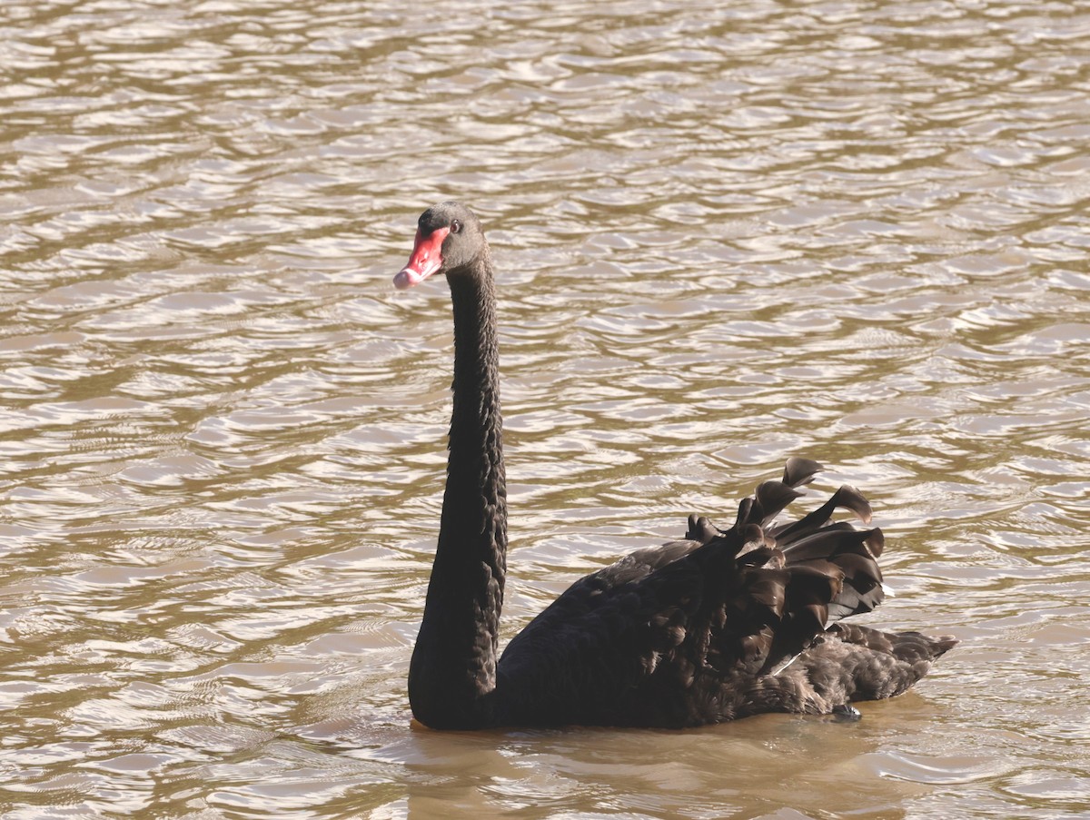 Black Swan - ML621184710