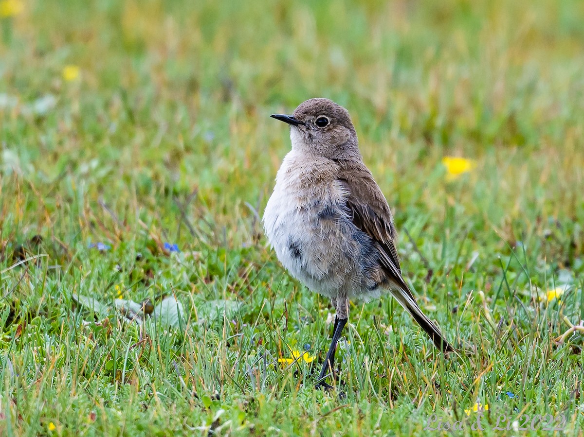 Sickle-winged Chat - ML621184726