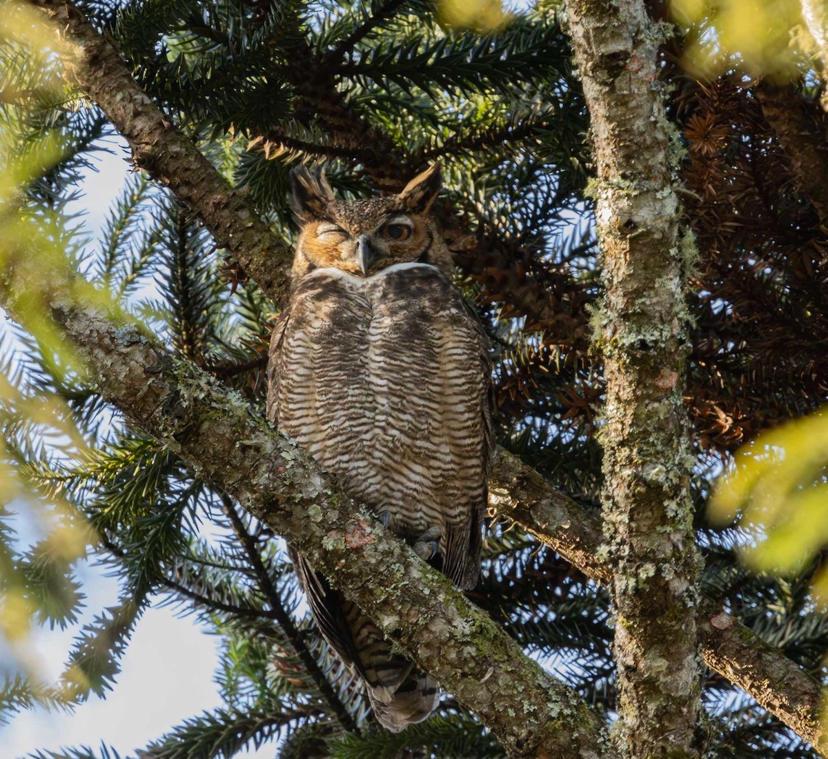 Great Horned Owl - ML621184734
