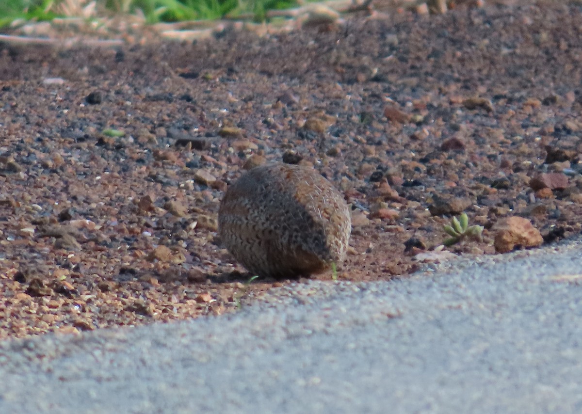 Brown Quail - ML621184740