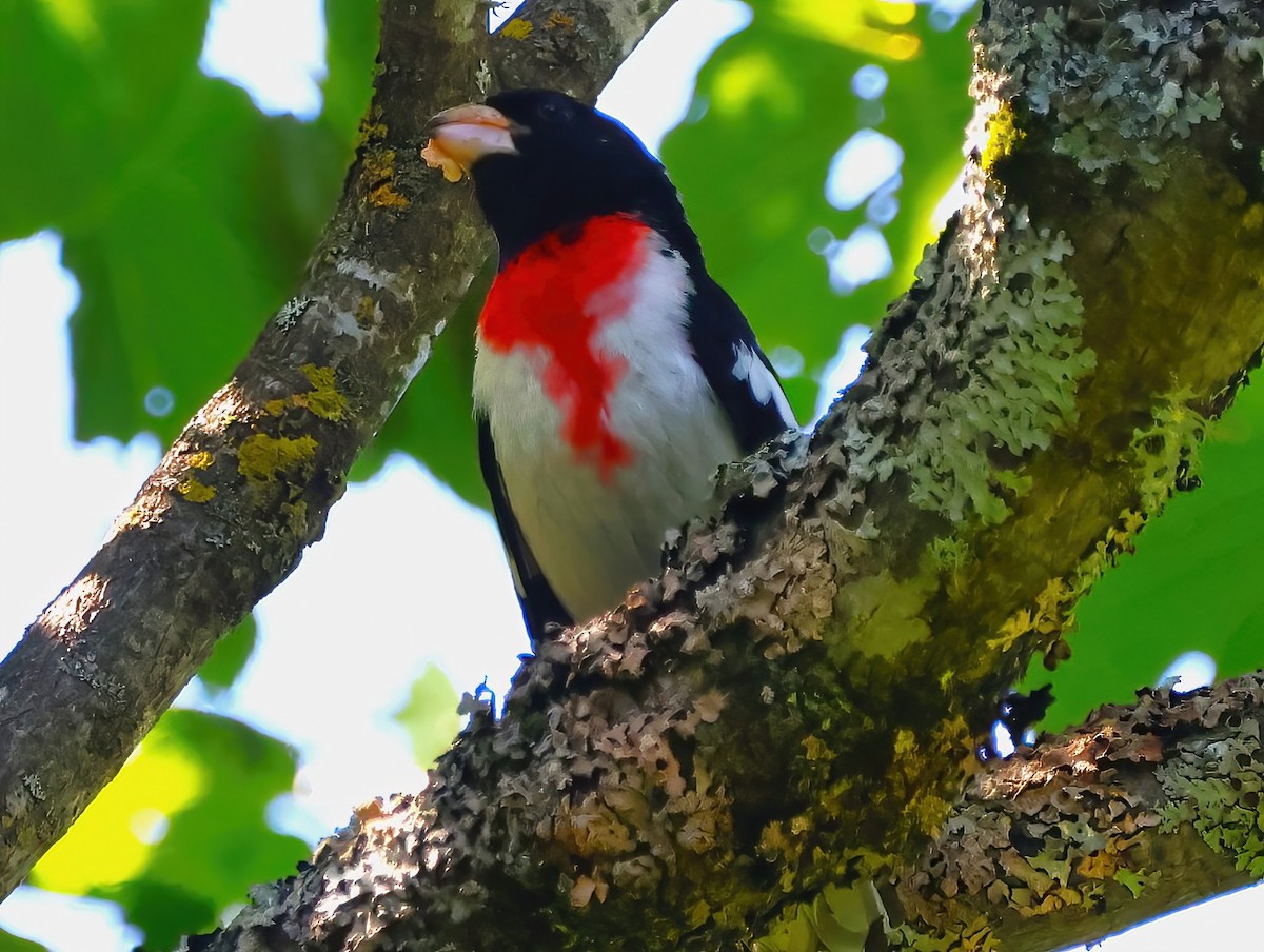 Rose-breasted Grosbeak - ML621184766