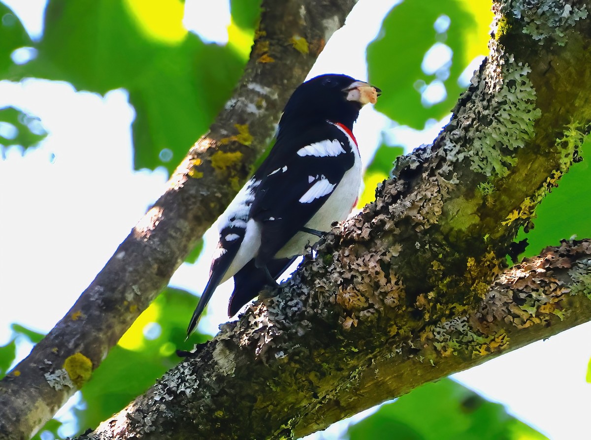 Rose-breasted Grosbeak - ML621184767