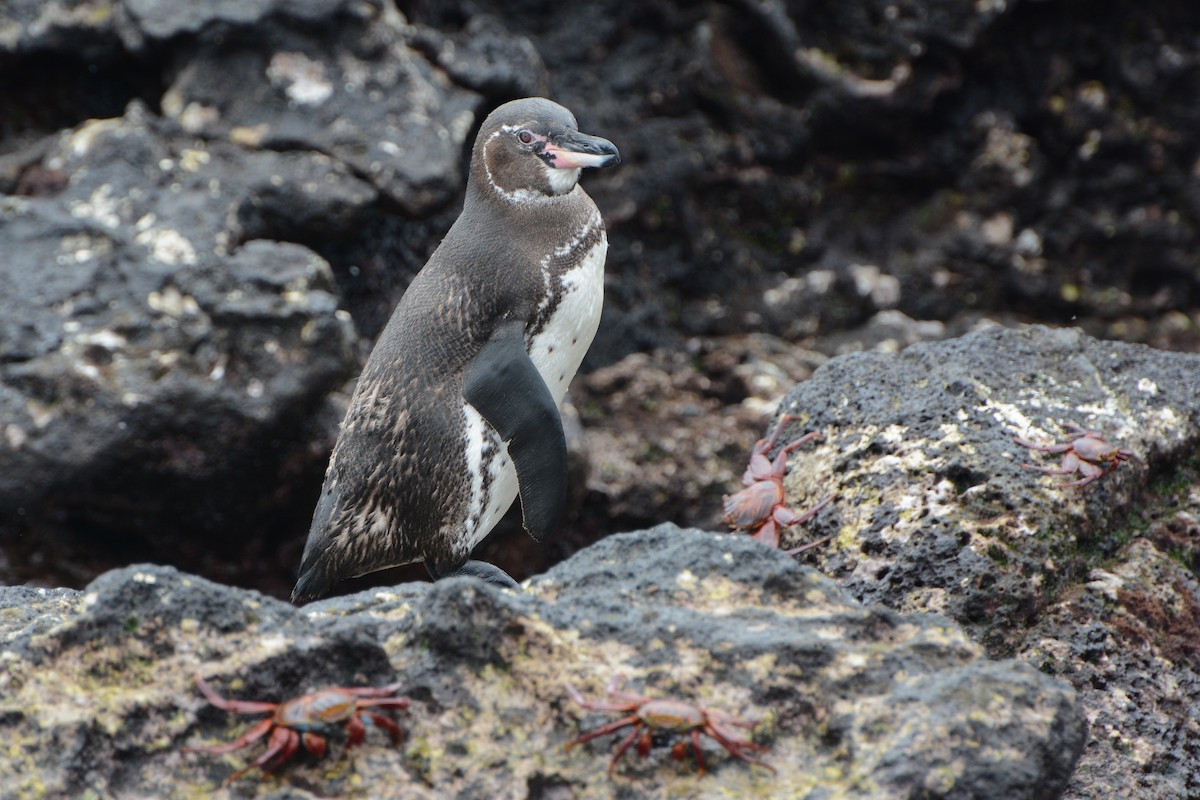 Галапагосский пингвин - ML621184772