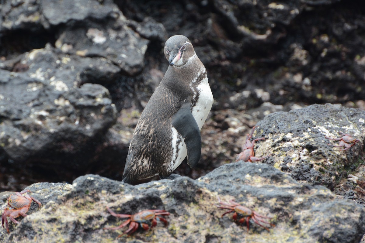 Галапагосский пингвин - ML621184773
