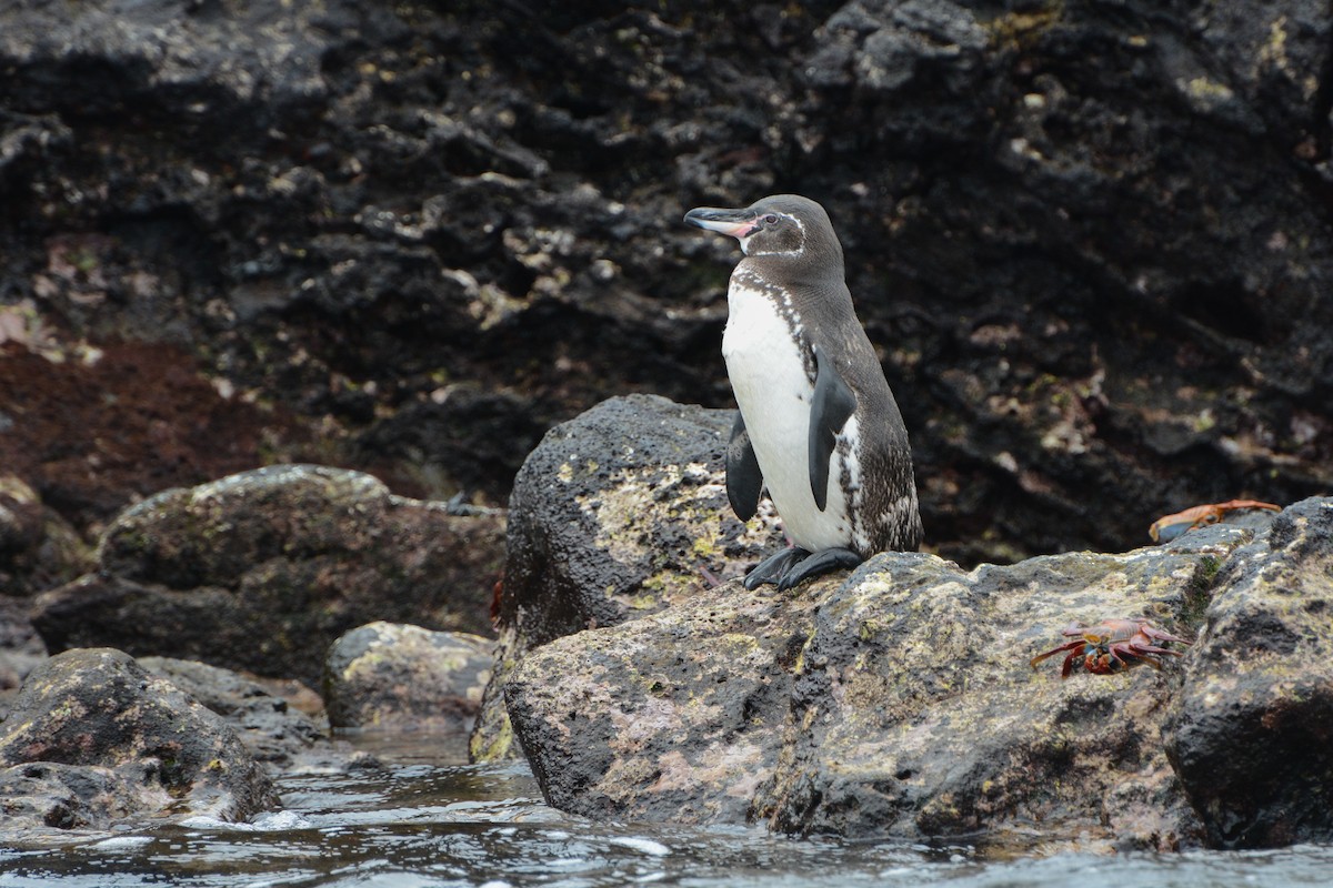 Галапагосский пингвин - ML621184774
