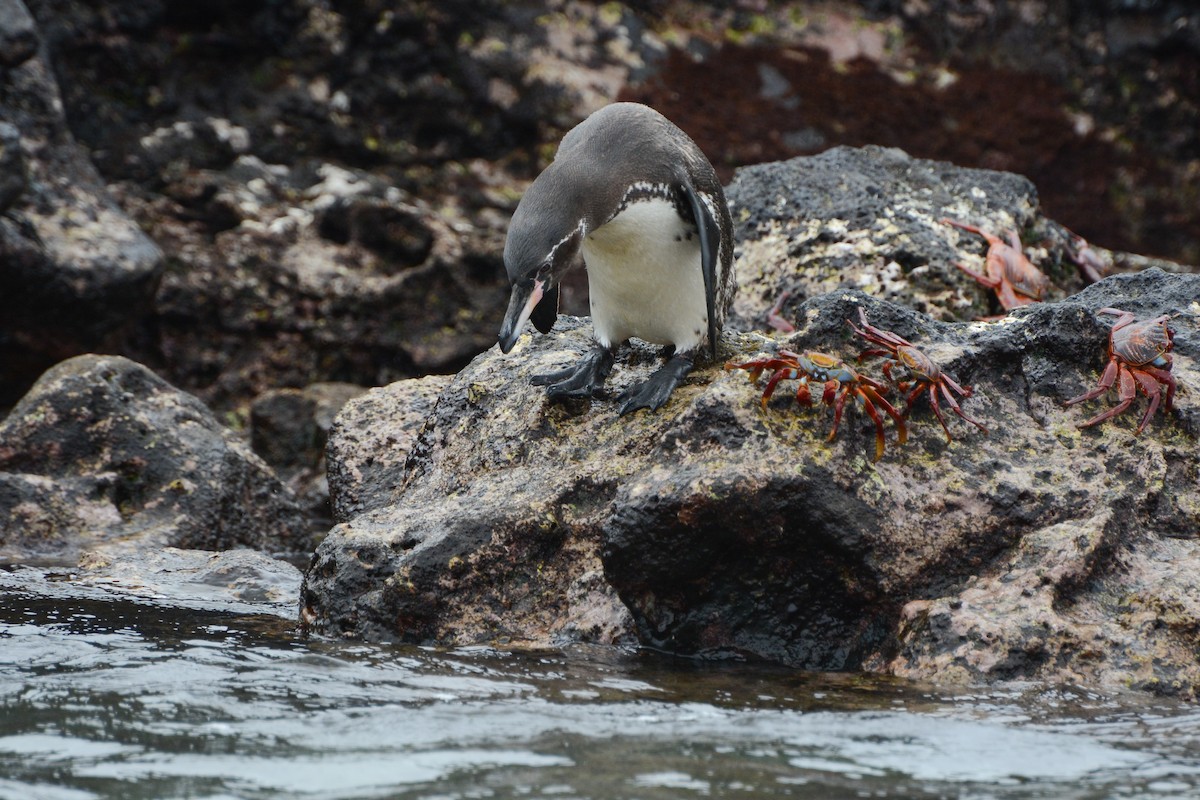 Pingüino de Galápagos - ML621184775