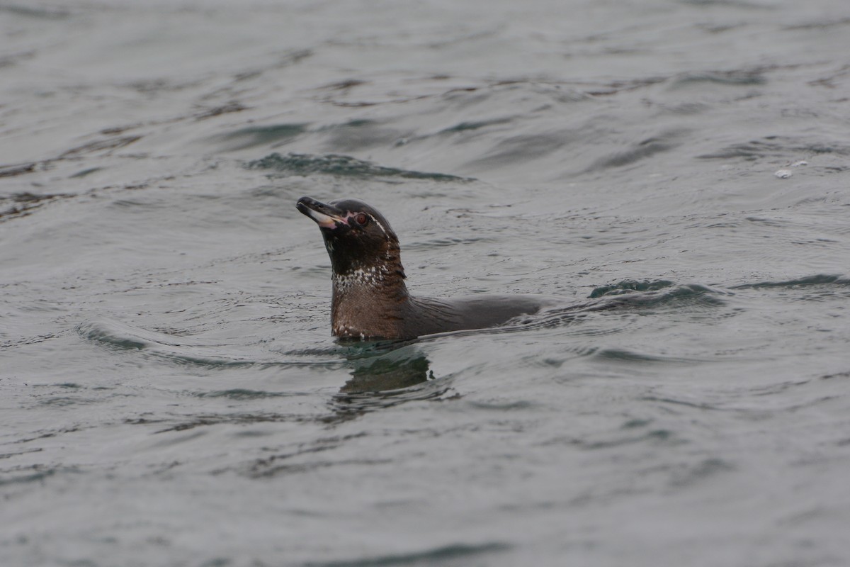 Pingüino de Galápagos - ML621184777