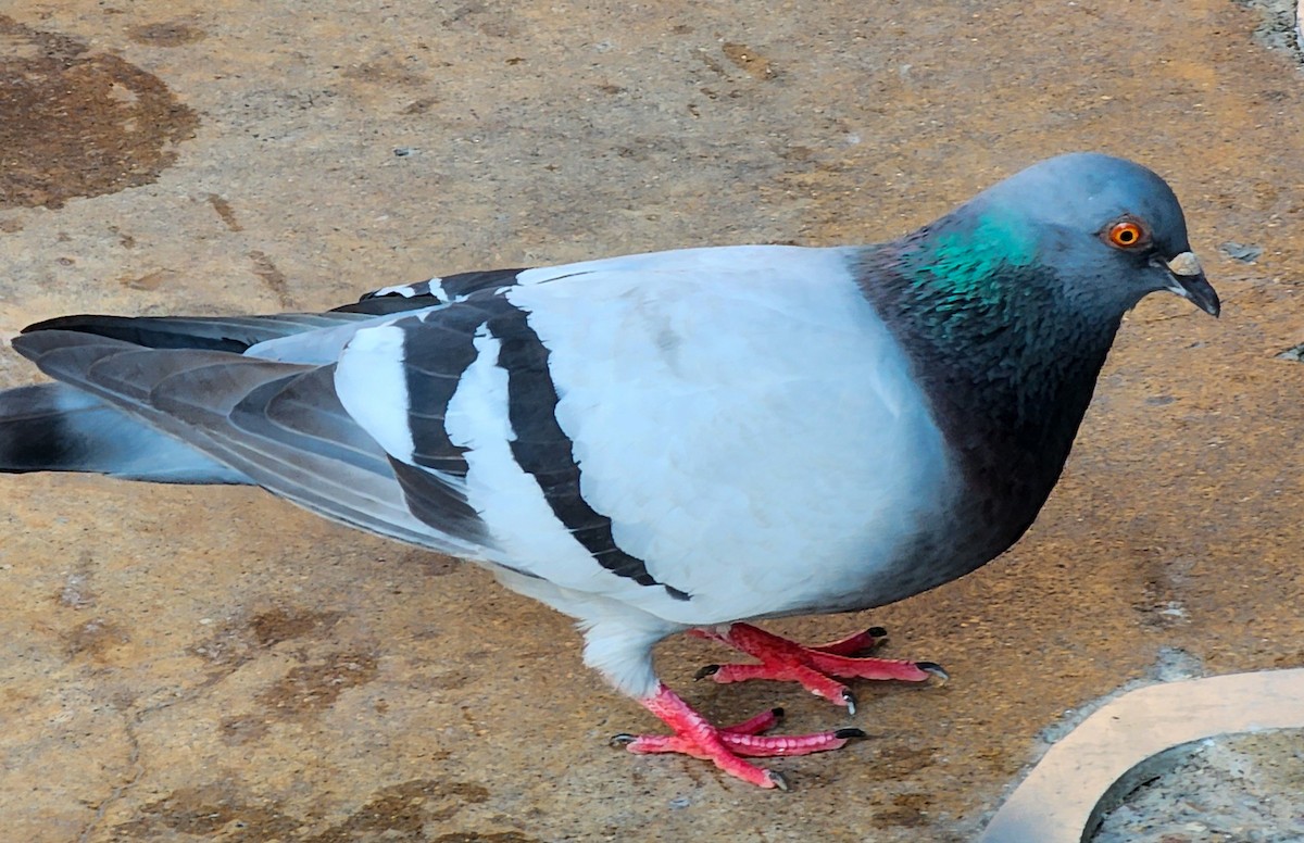 Сизый голубь (Одомашненного типа) - ML621184792