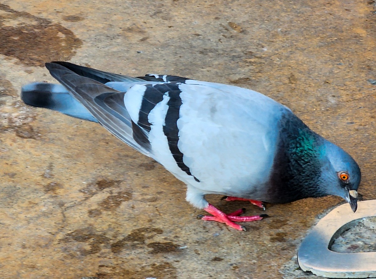 Pigeon biset (forme domestique) - ML621184793