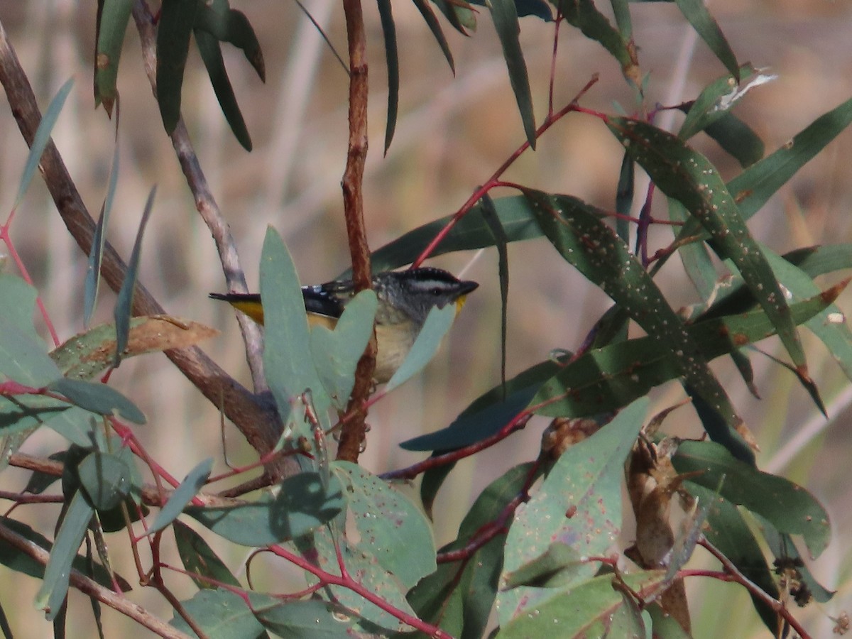 Spotted Pardalote - ML621184810