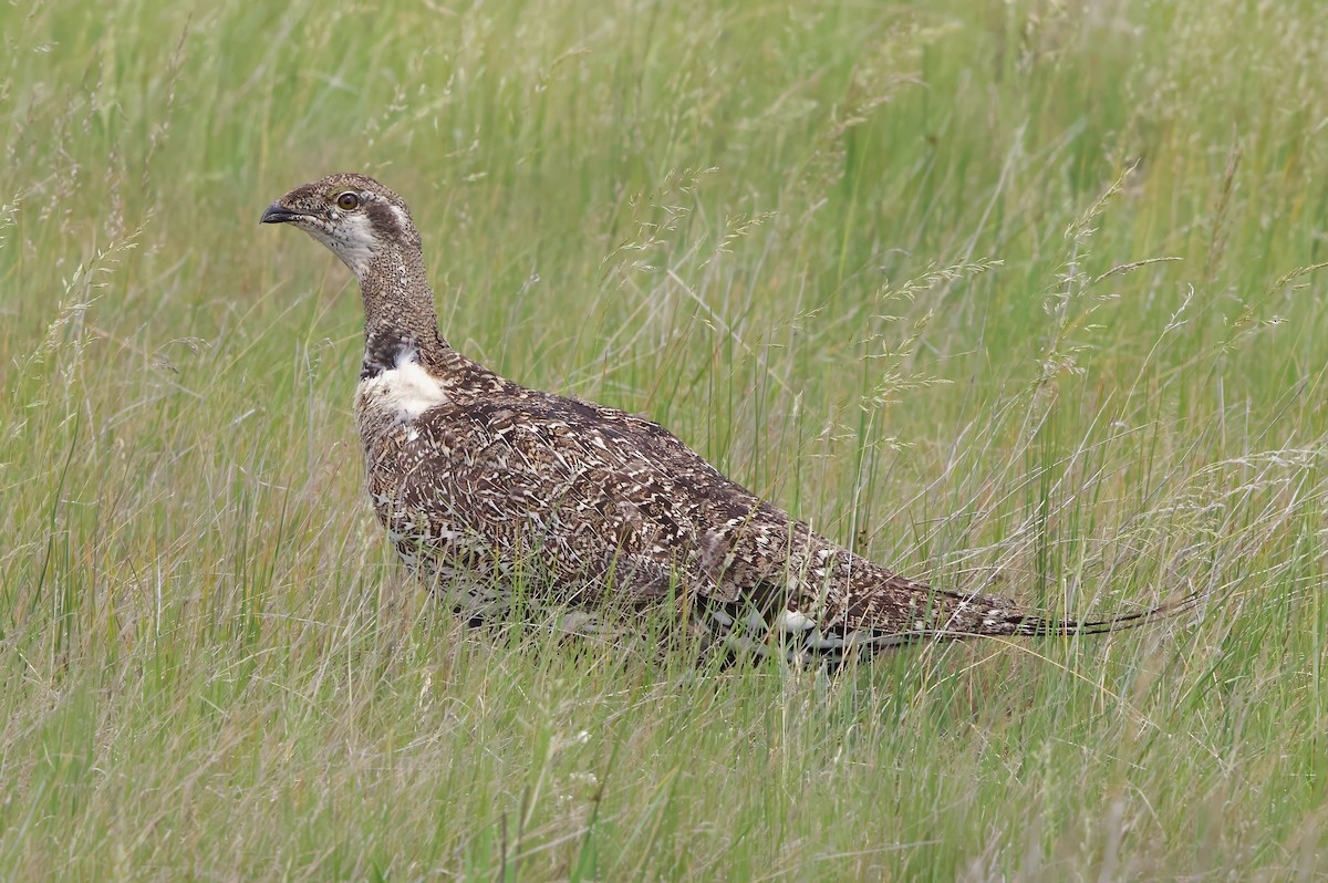 Greater Sage-Grouse - ML621184825