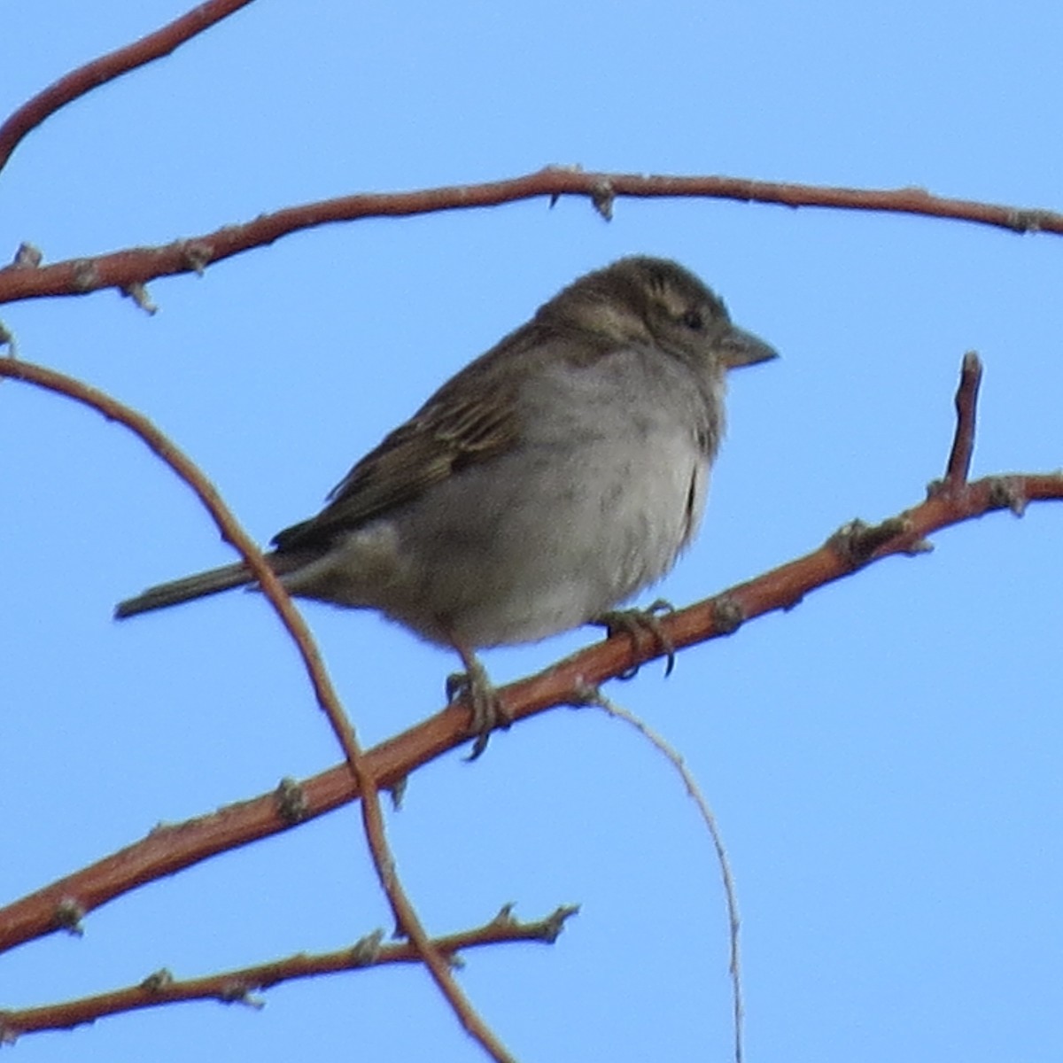 White-crowned Sparrow - ML621184831