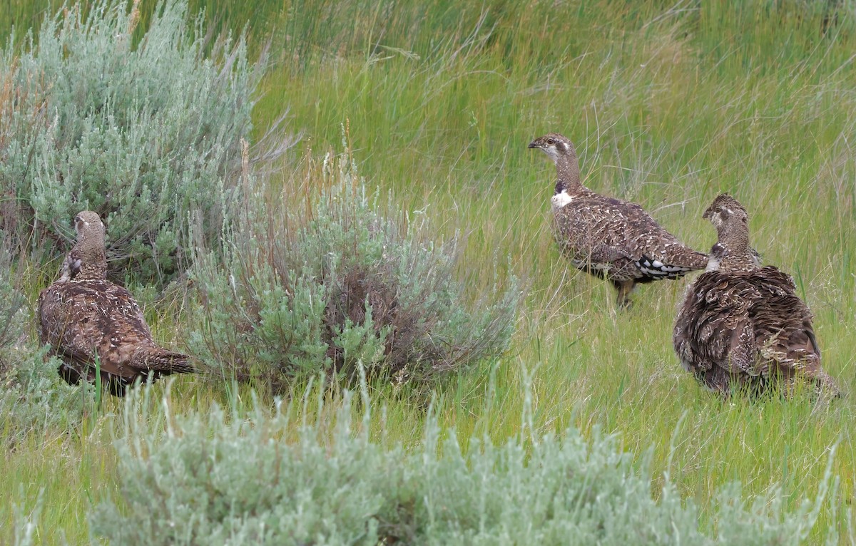 Greater Sage-Grouse - ML621184835