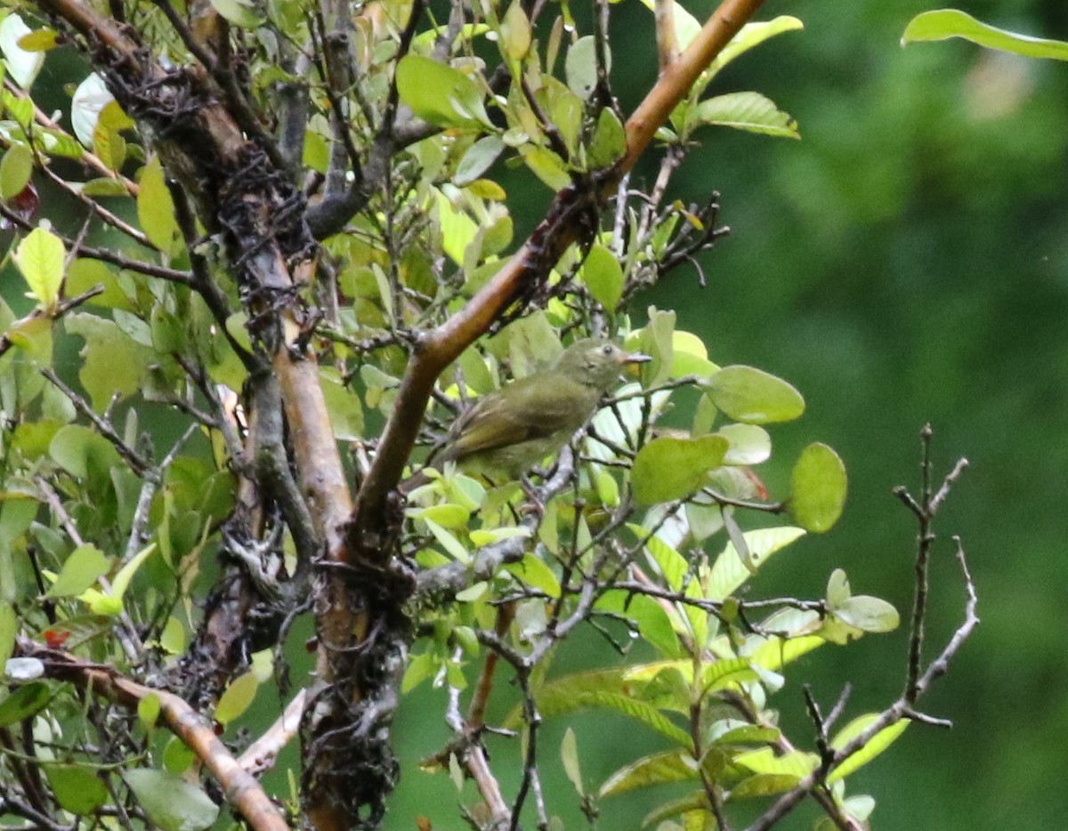 Olive-streaked Flycatcher - ML621184904