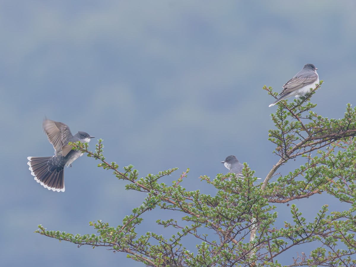 Eastern Kingbird - ML621184923