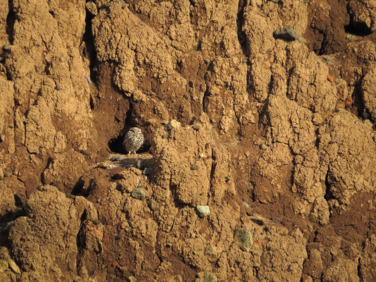 Burrowing Owl - ML621184926